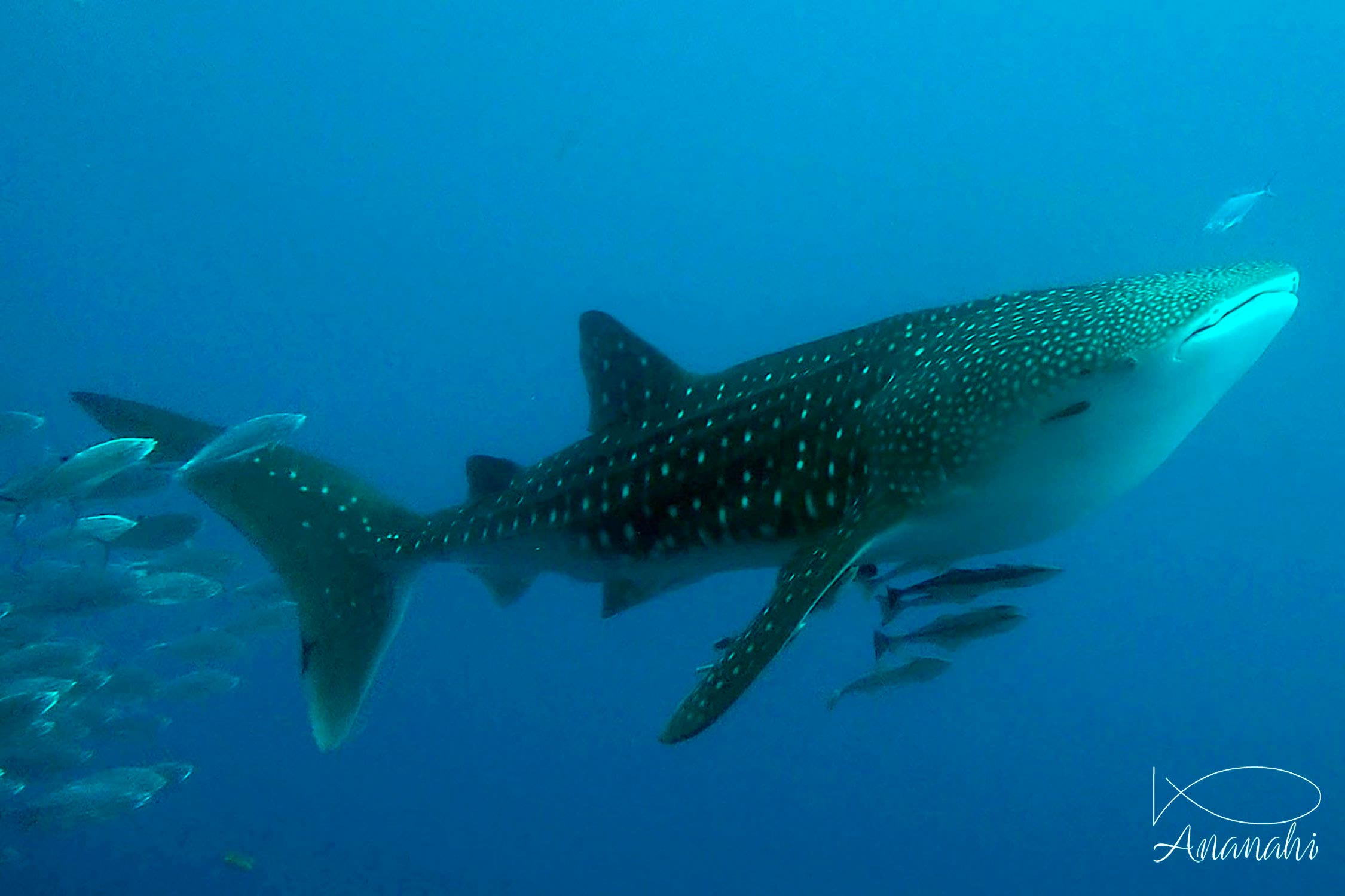 Requin baleine de Egypte