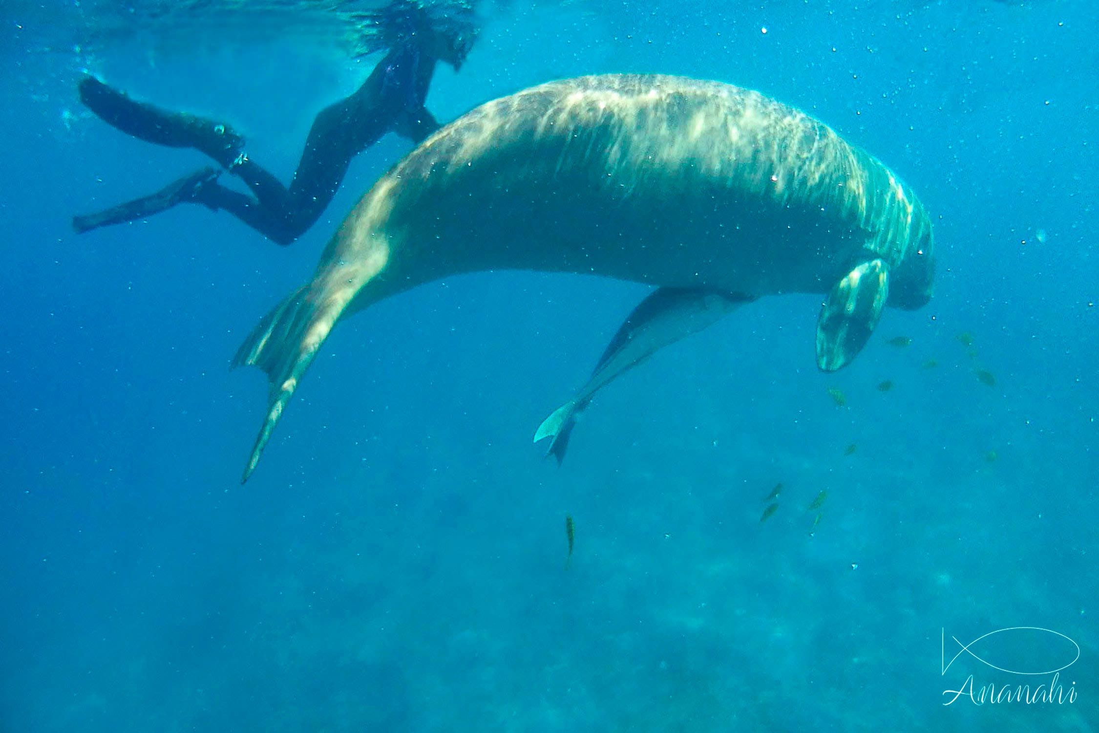 Dugong de Egypte