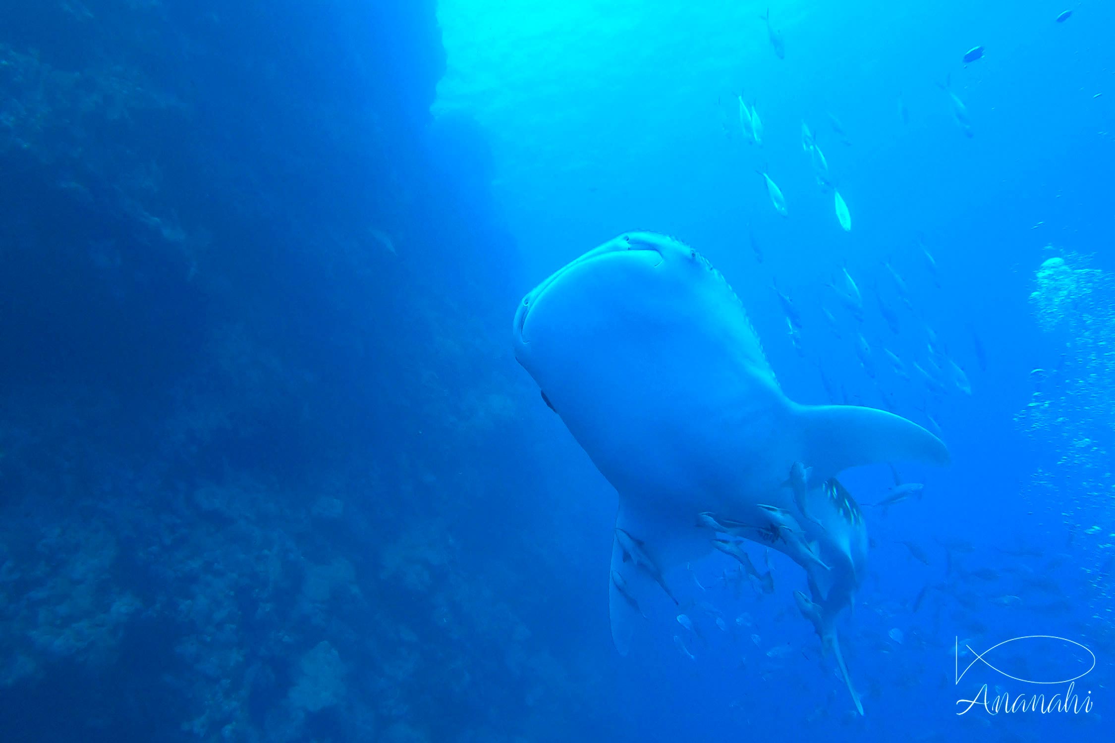 Requin baleine de Egypte