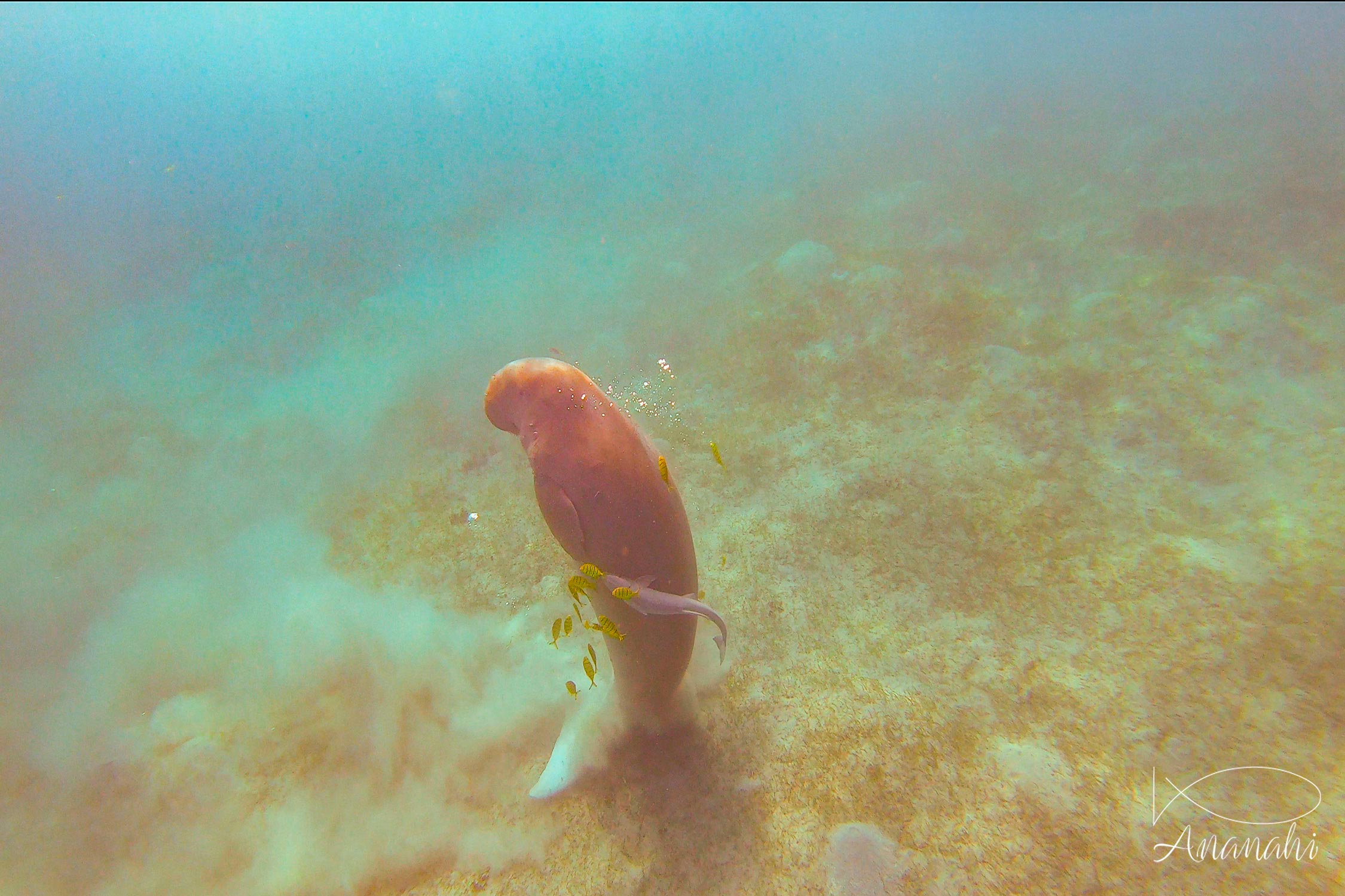 Dugong de Egypte