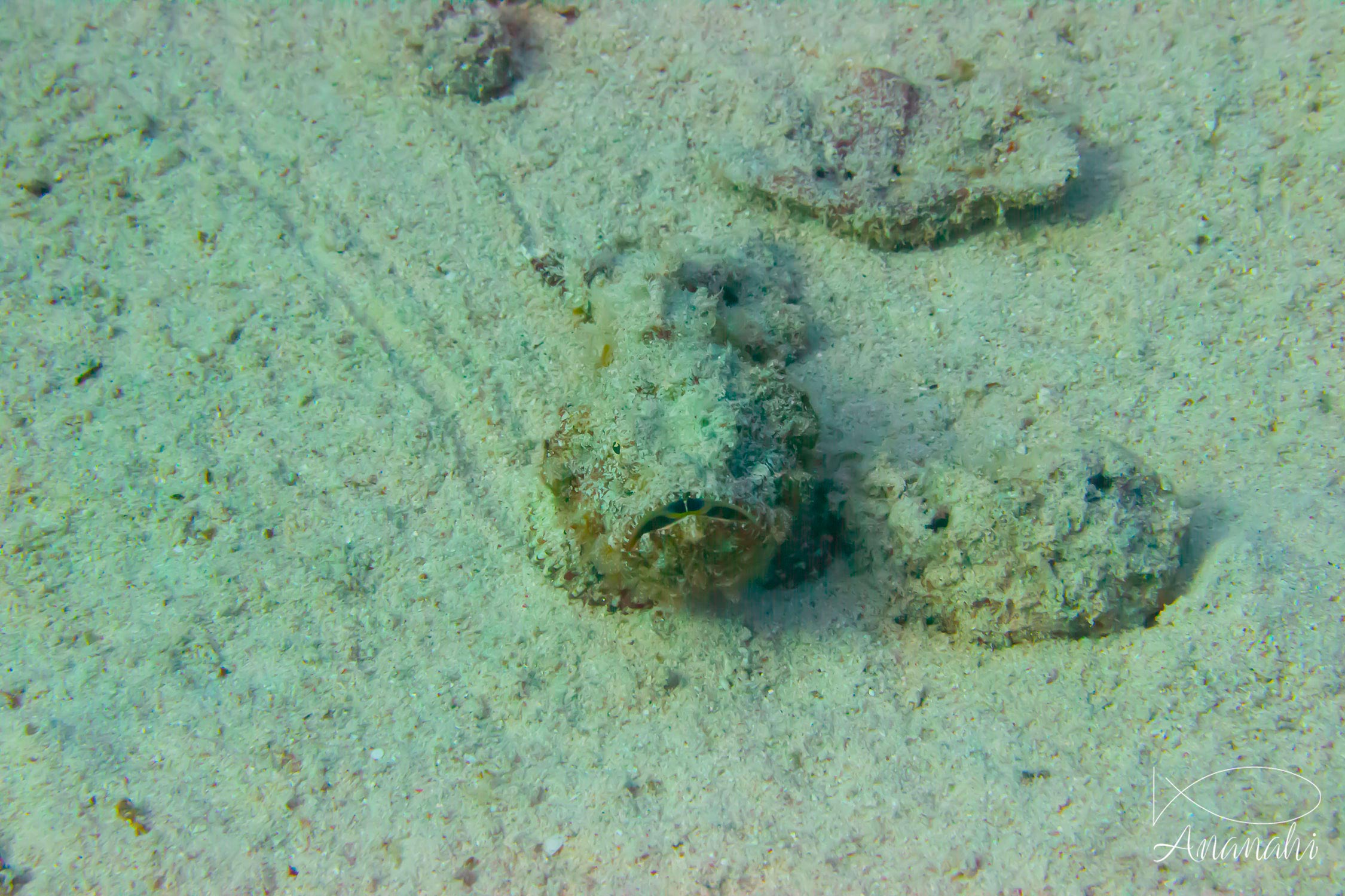 Poisson pierre commun de Egypte