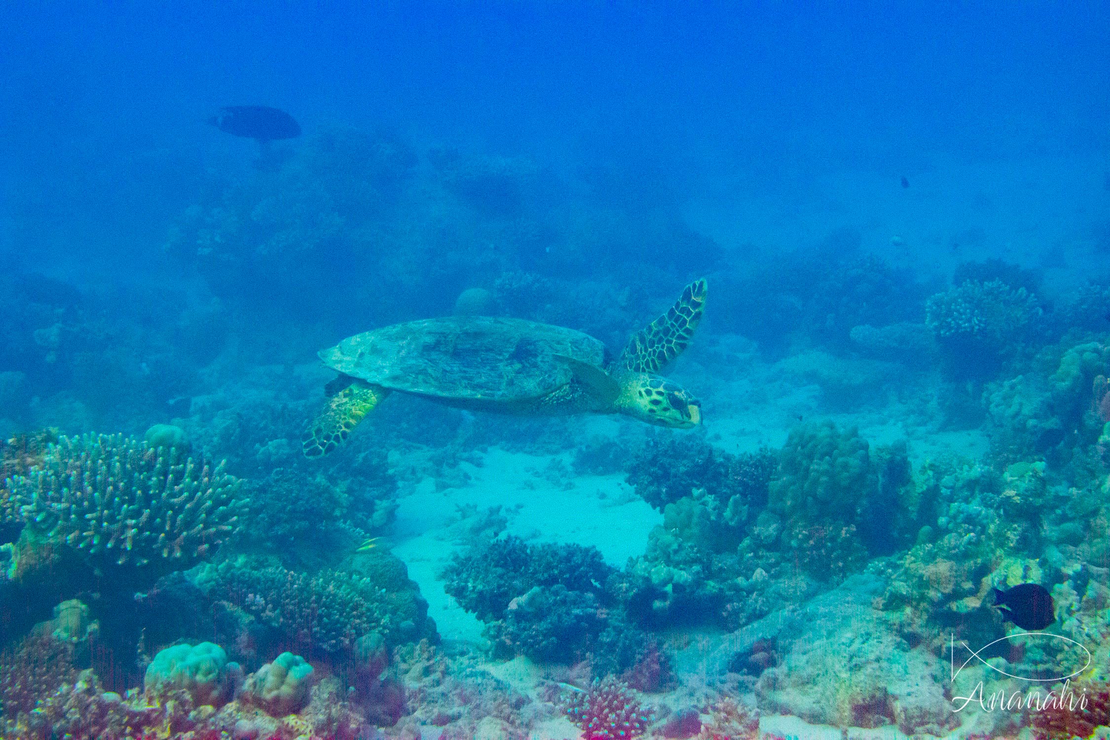 Tortue imbriquée de Egypte