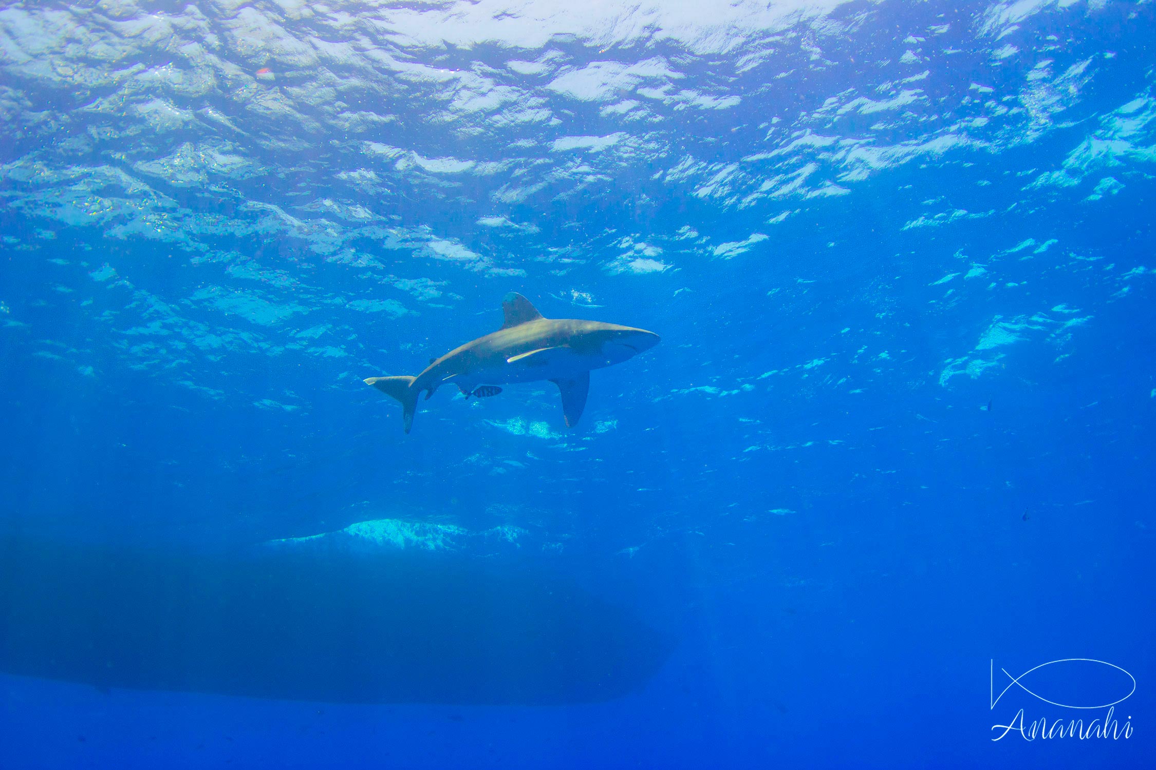 Requin océanique à pointes blanches  de Egypte