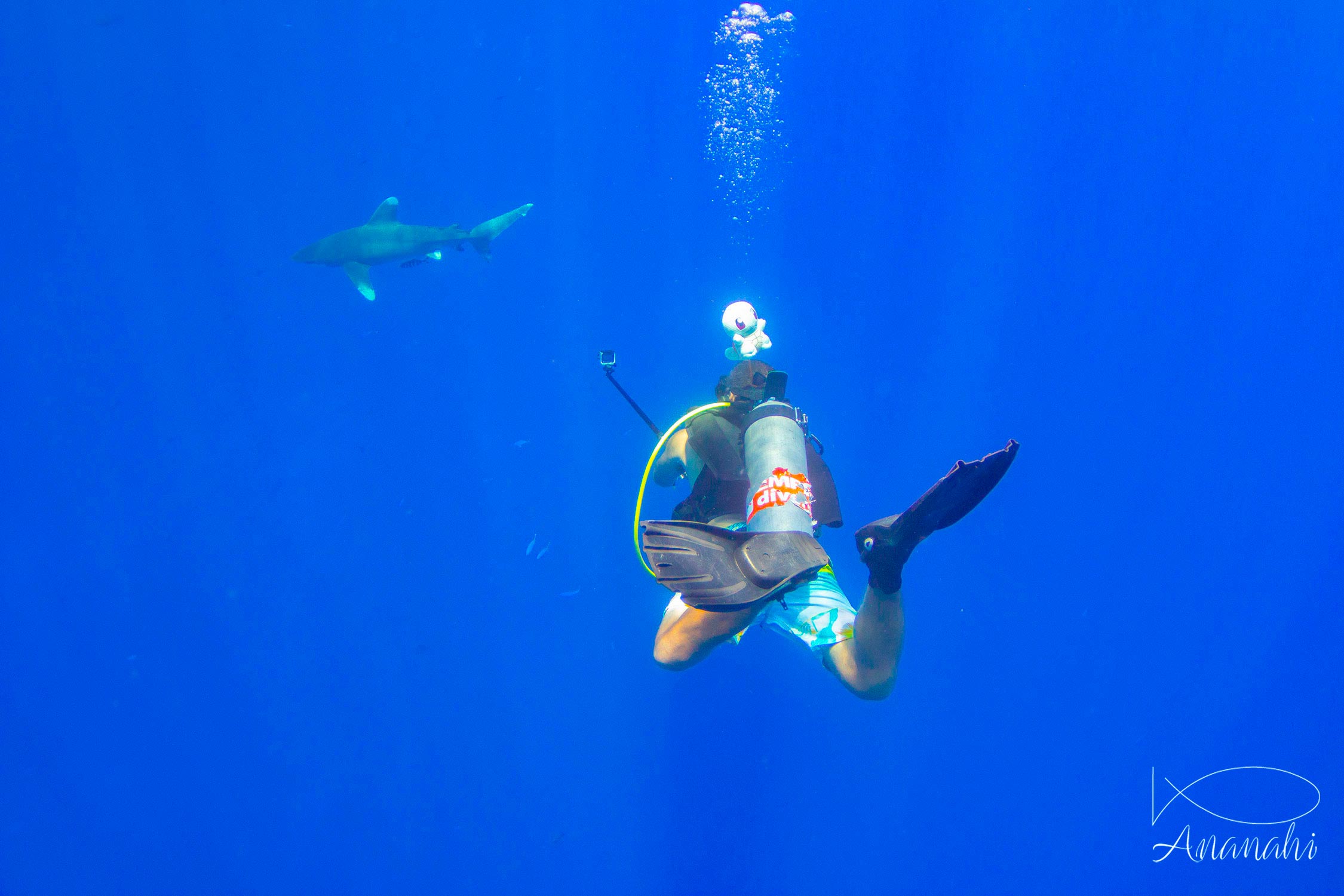 Requin océanique à pointes blanches  de Egypte