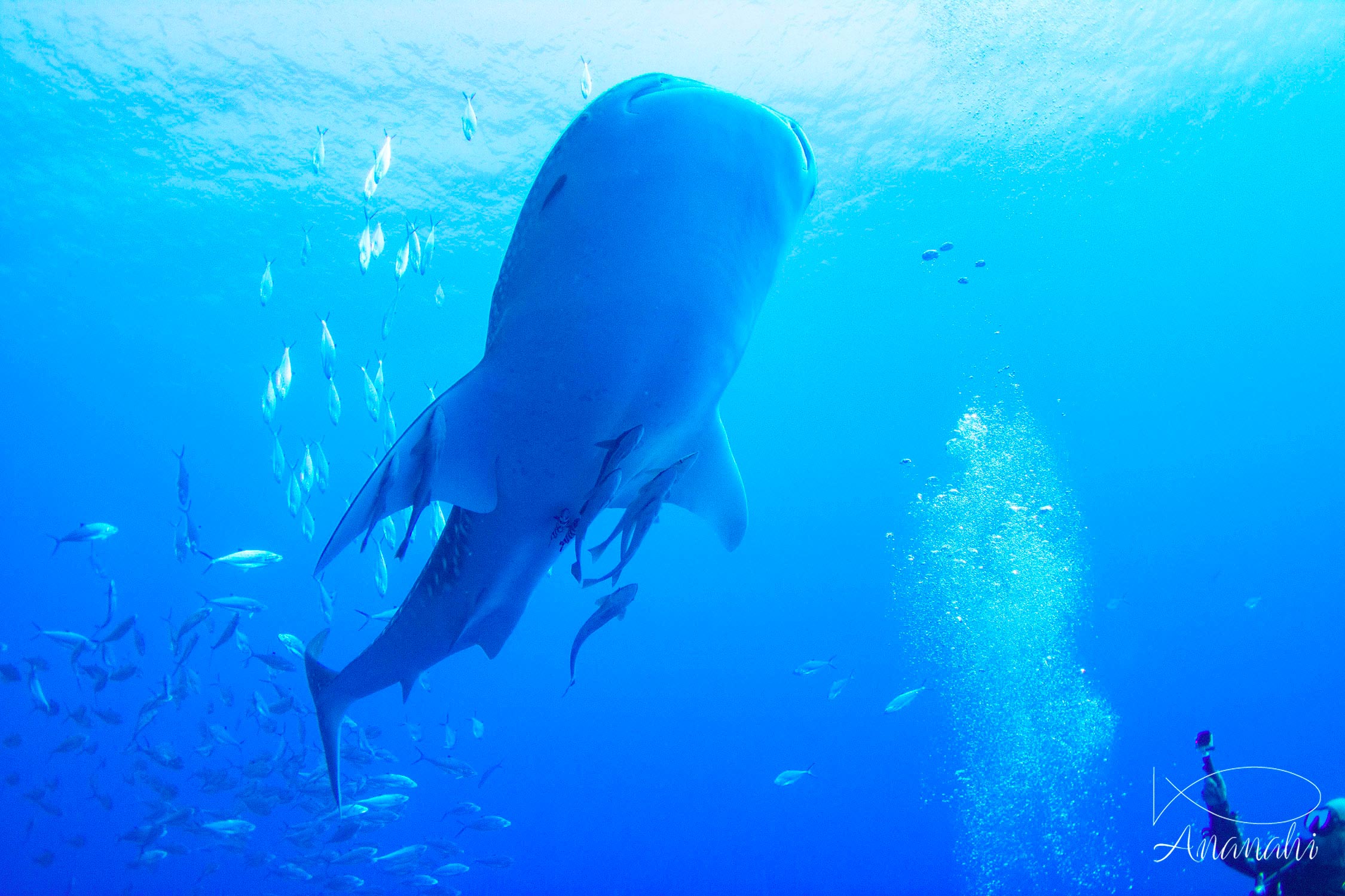 Requin baleine de Egypte