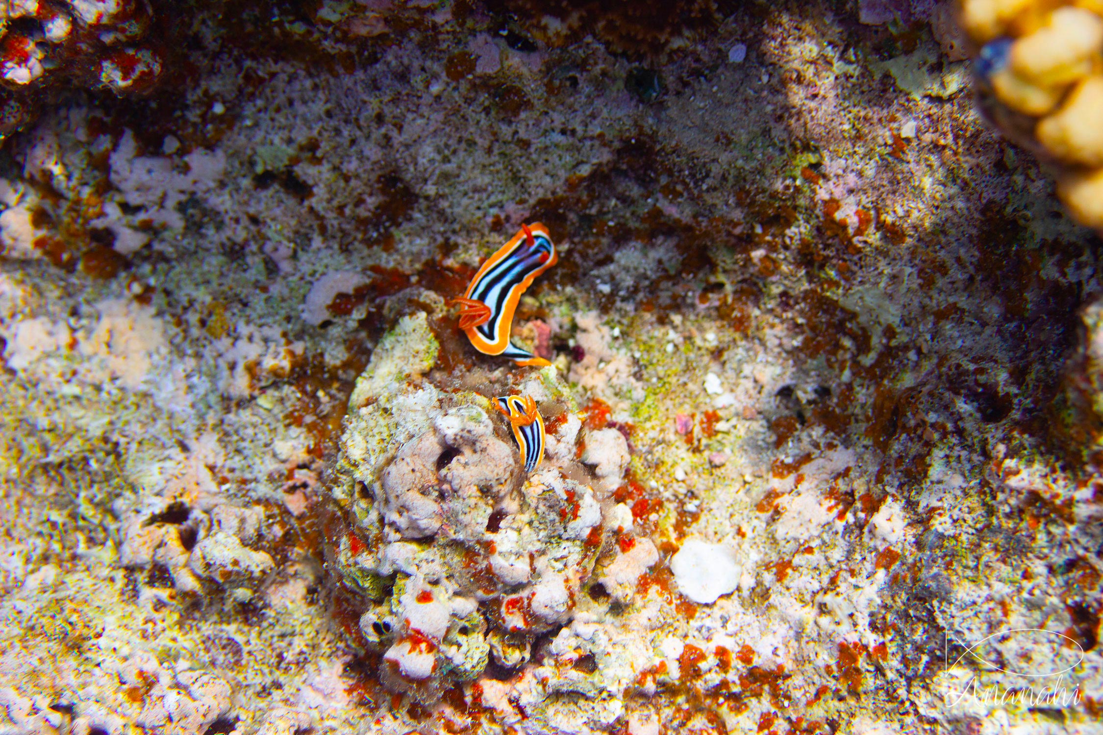 Chromodoris d'Anna de Egypte