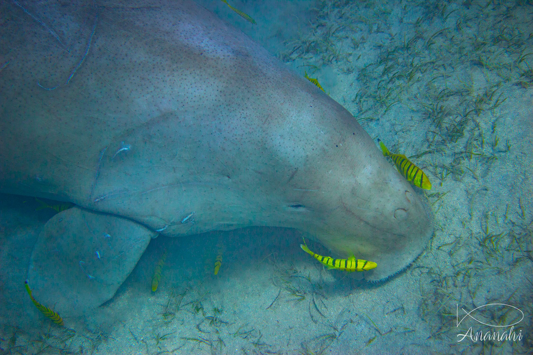 Dugong de Egypte