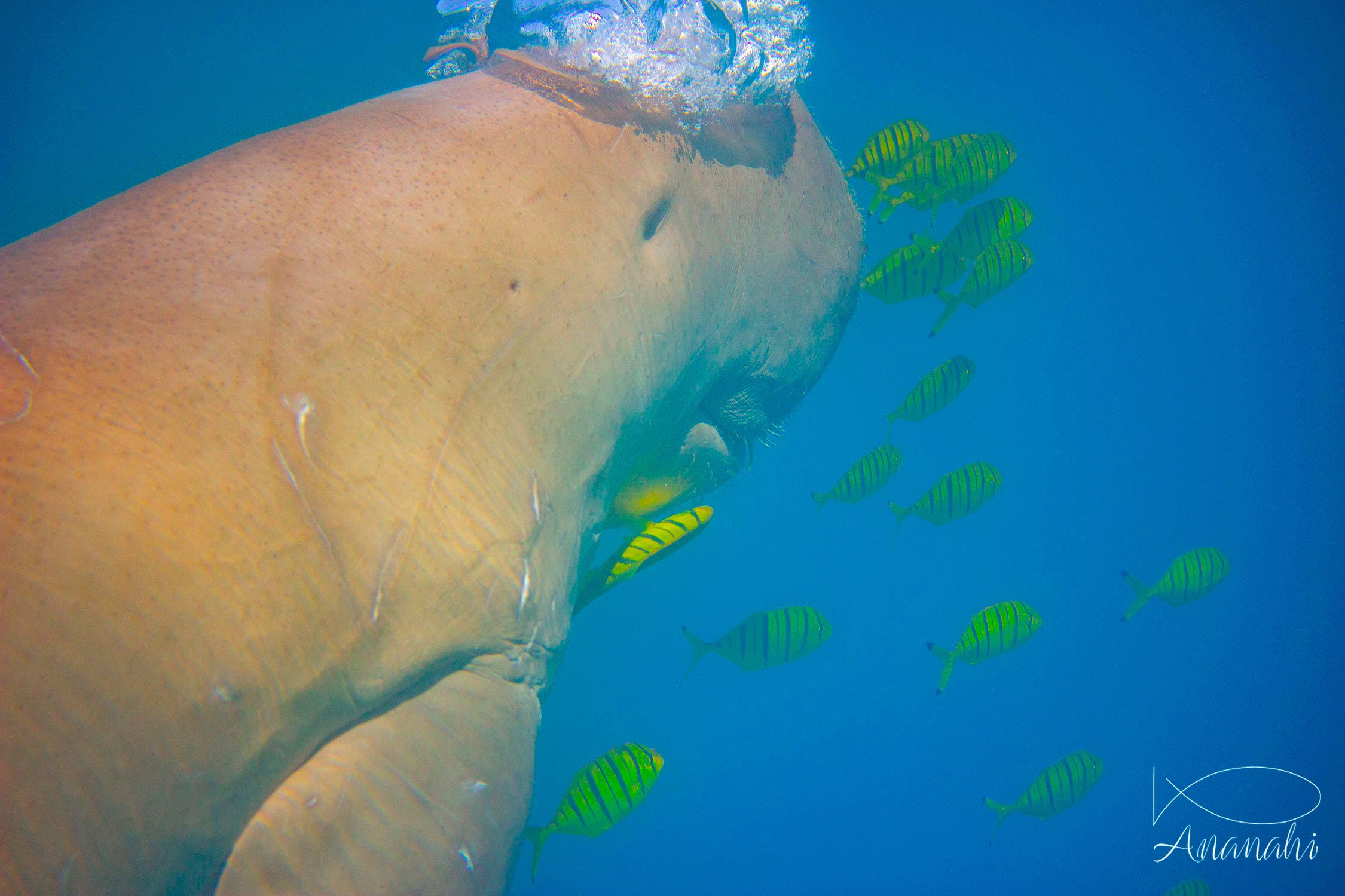 Dugong de Egypte