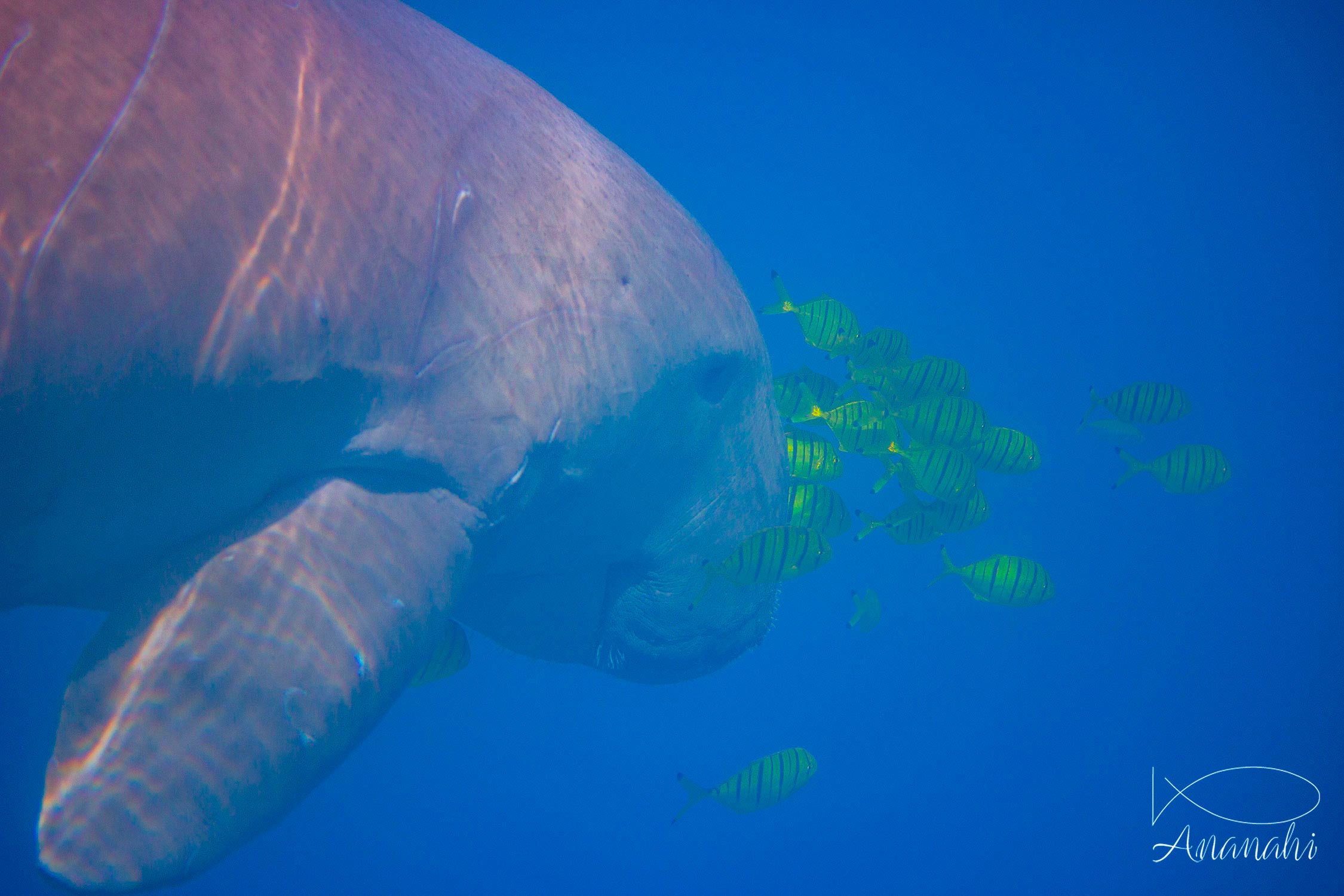 Dugong de Egypte