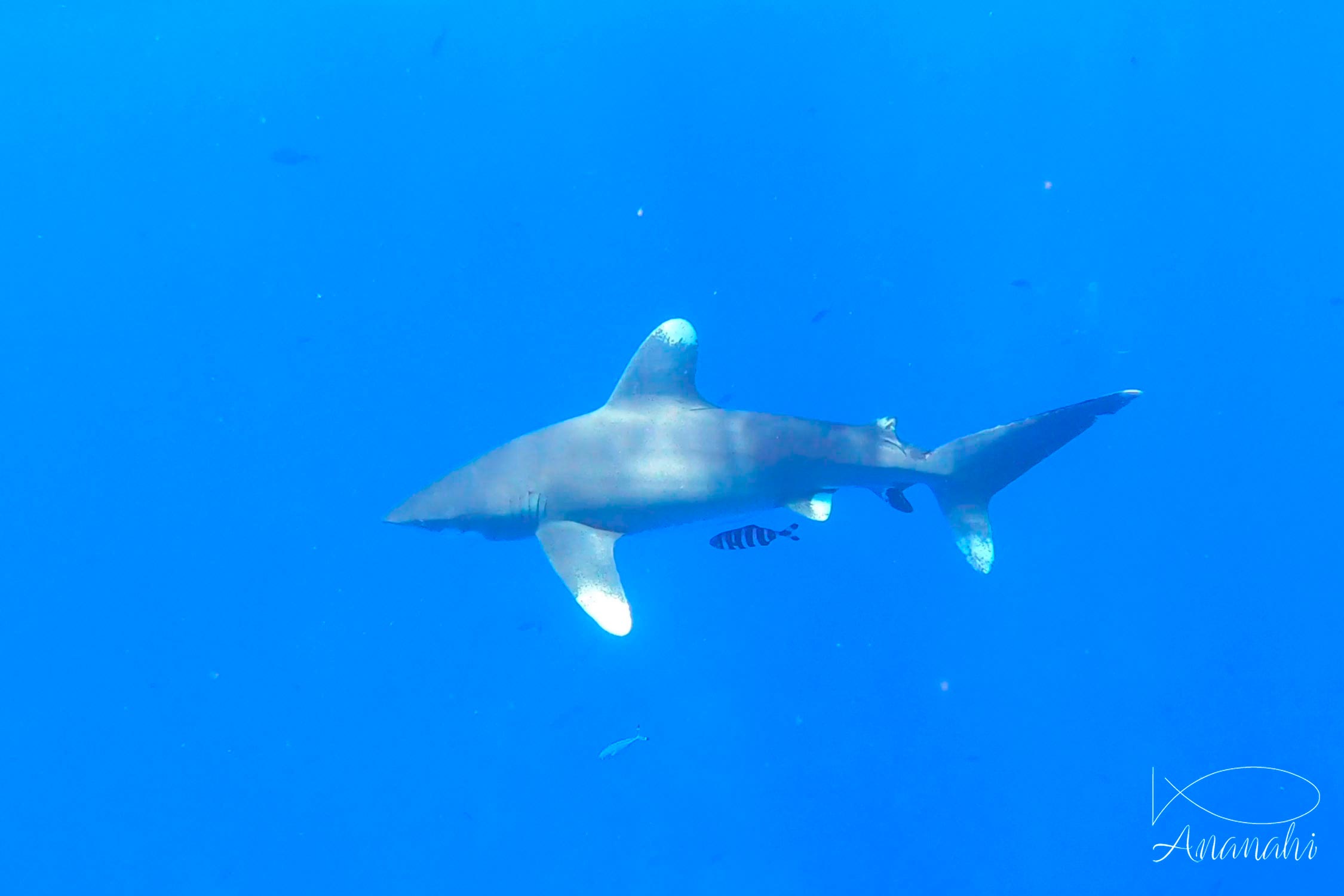 Requin océanique à pointes blanches  de Egypte