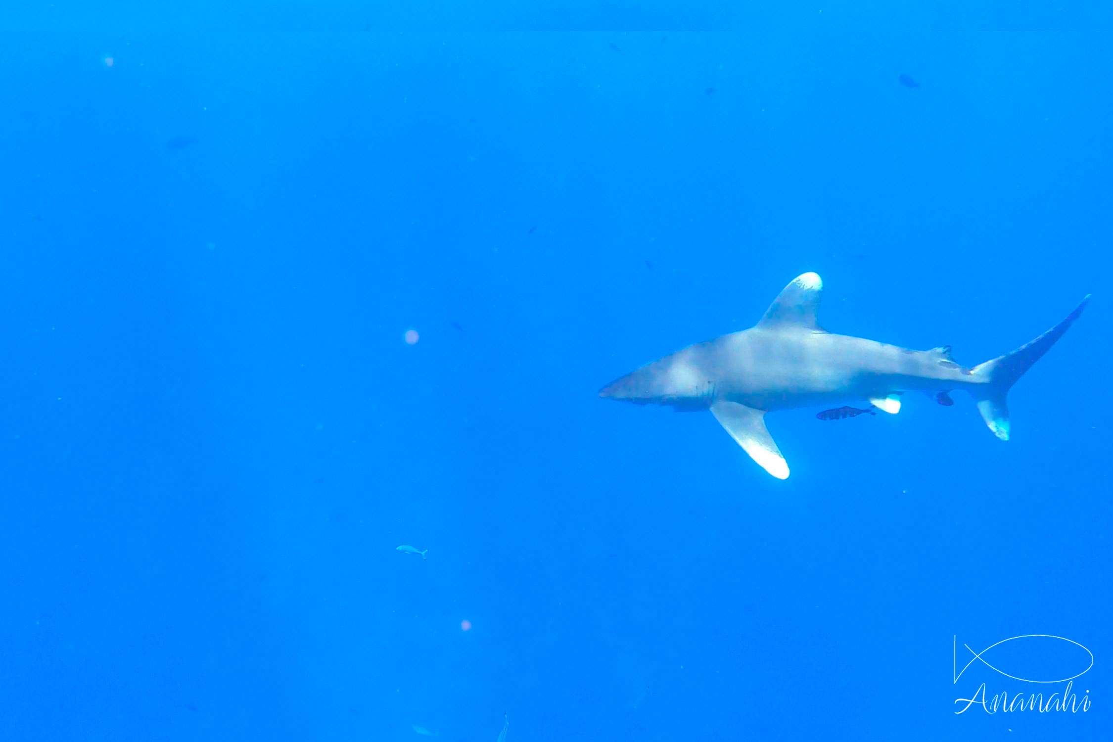 Requin océanique à pointes blanches  de Egypte