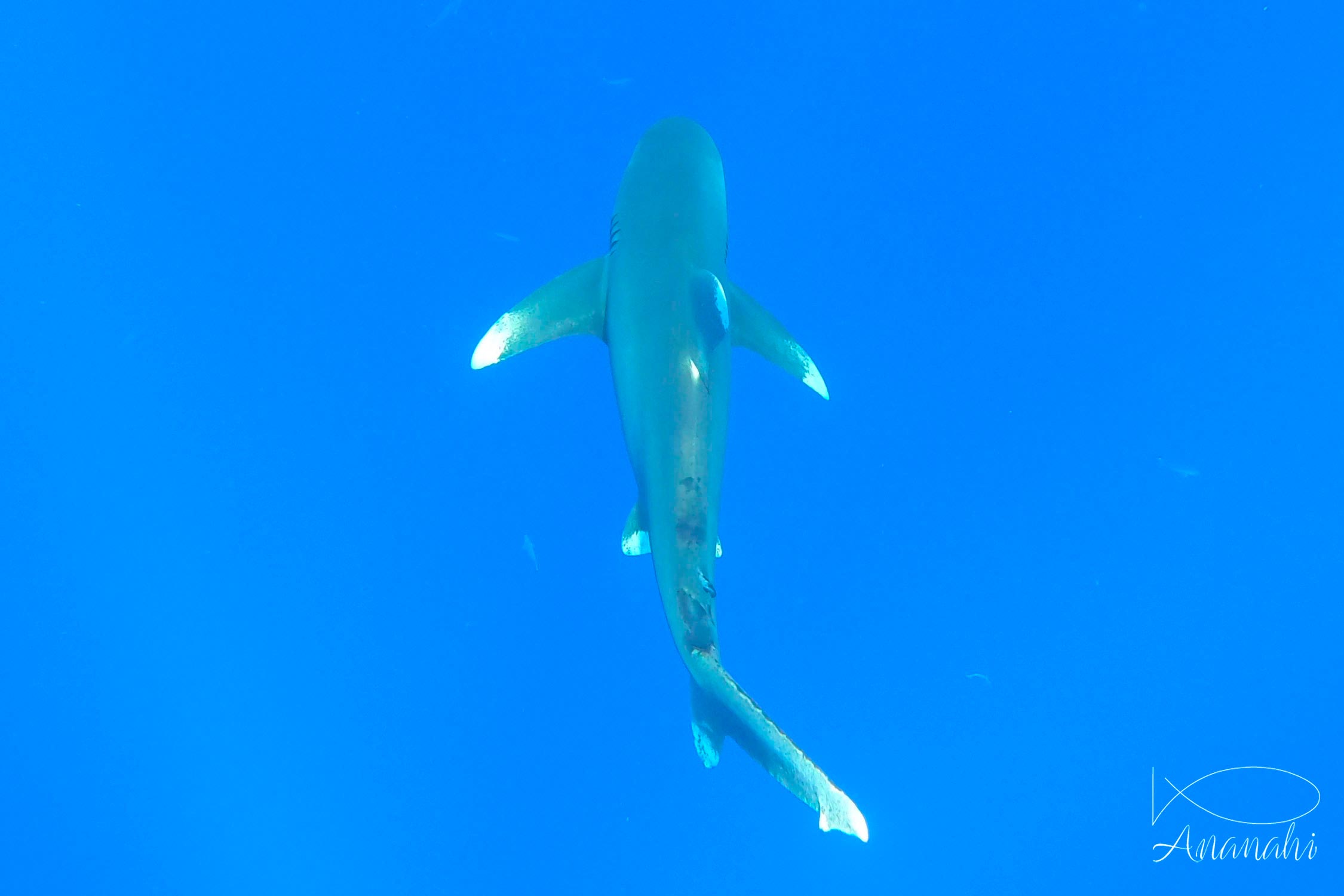 Requin océanique à pointes blanches  de Egypte