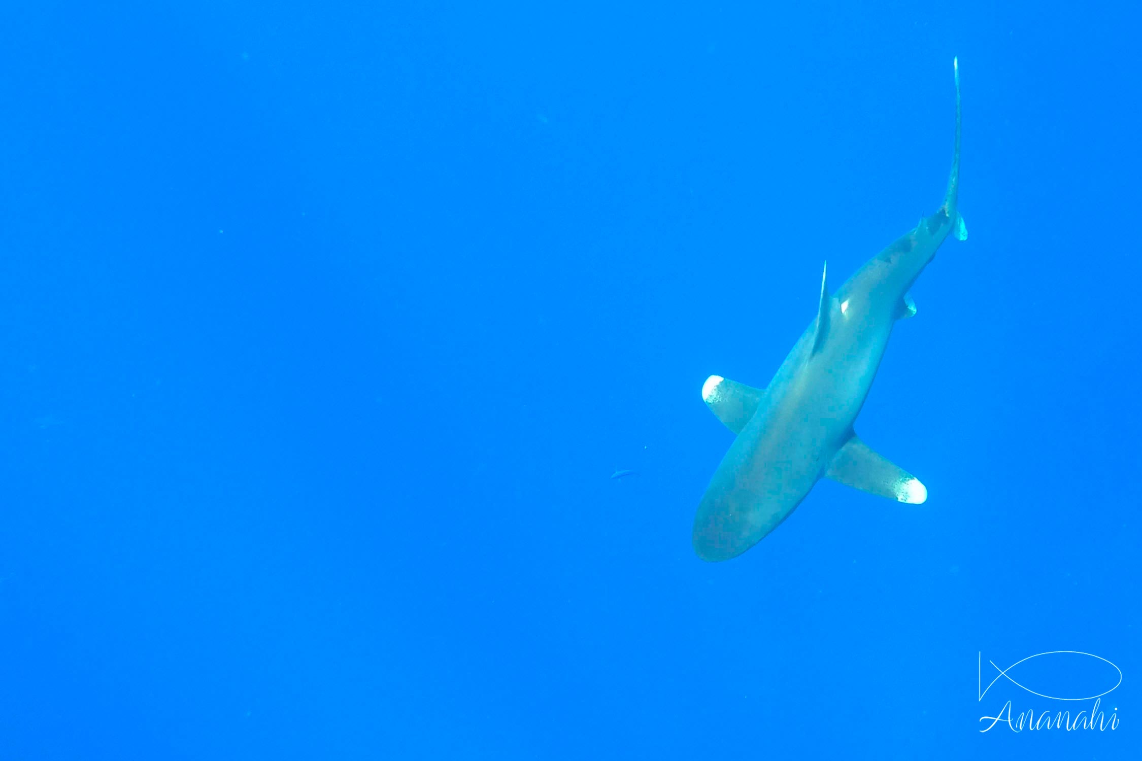 Requin océanique à pointes blanches  de Egypte