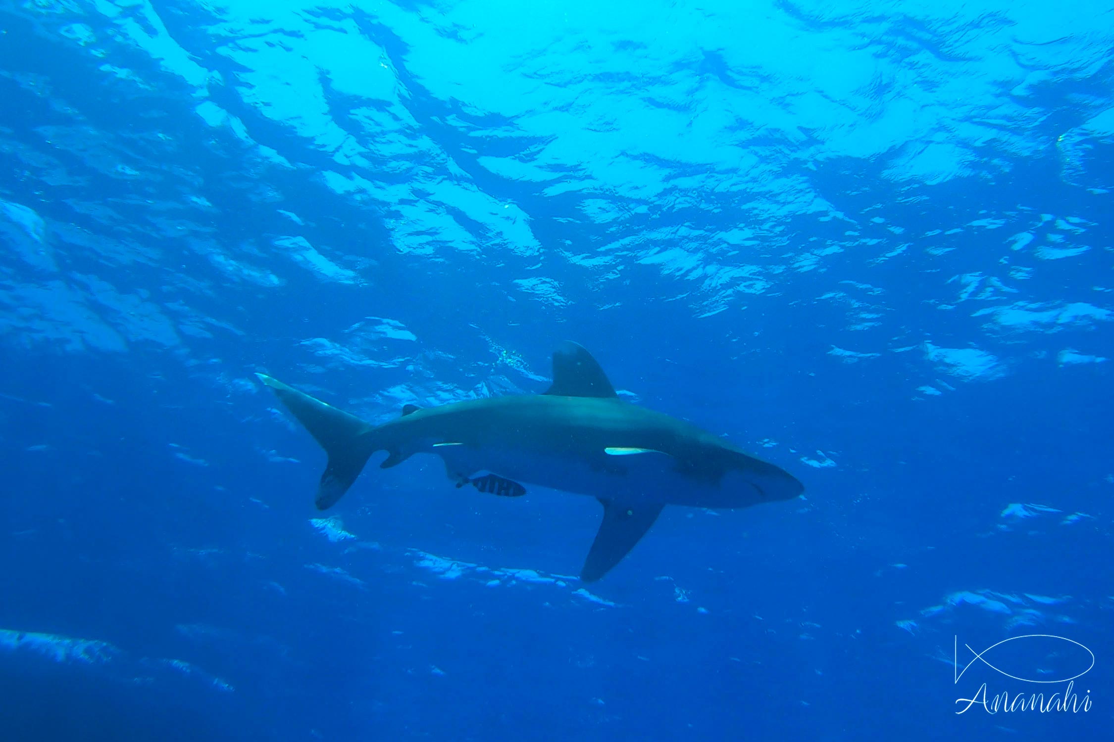 Requin océanique à pointes blanches  de Egypte