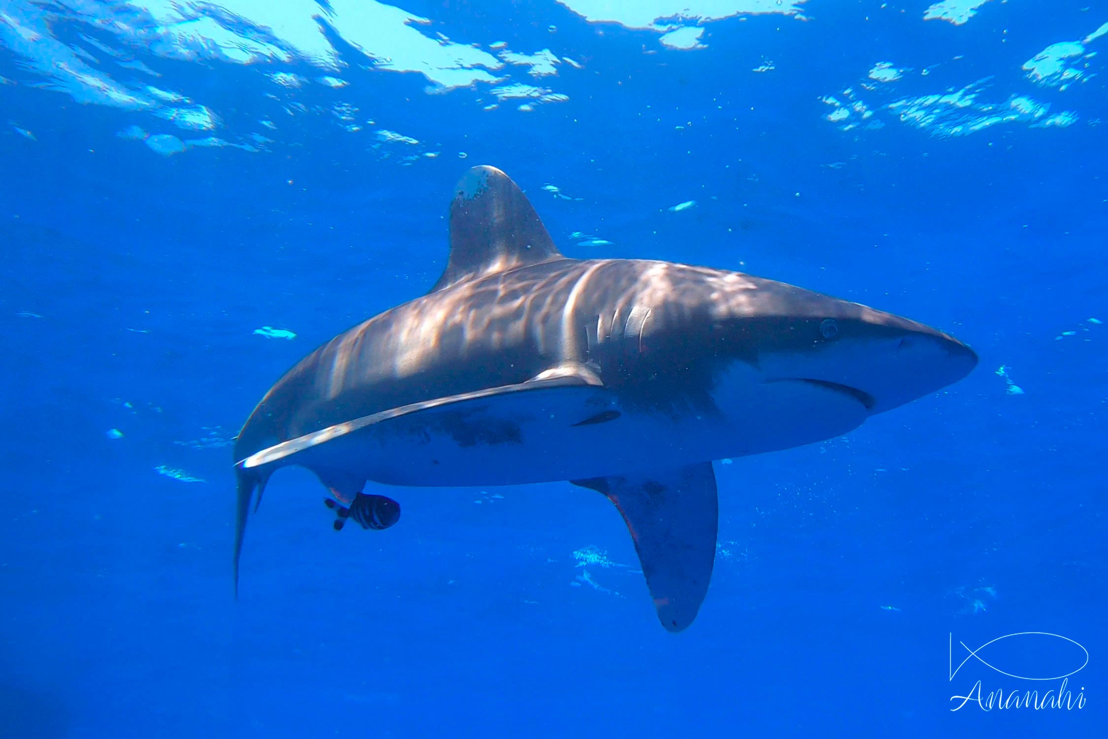 Requin océanique à pointes blanches  de Egypte