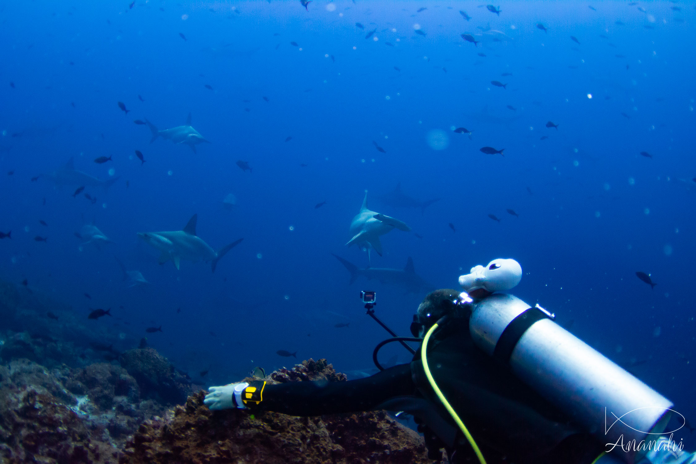 Vision d'un banc de requins marteaux à l'arche de Darwin