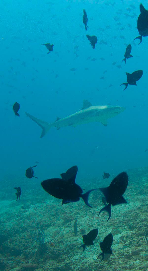 Requin gris de récif (dagsit)