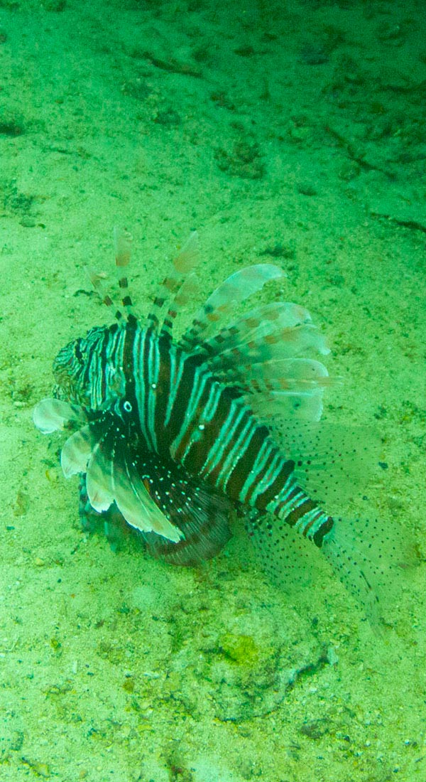 Rascasse volante du Pacifique / de l'Océan Indien