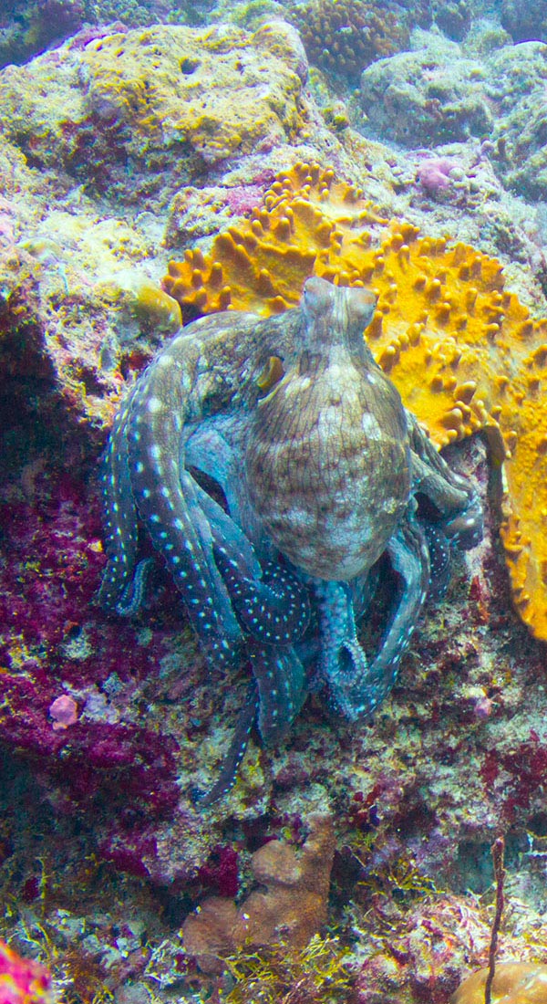 Poulpe de récif