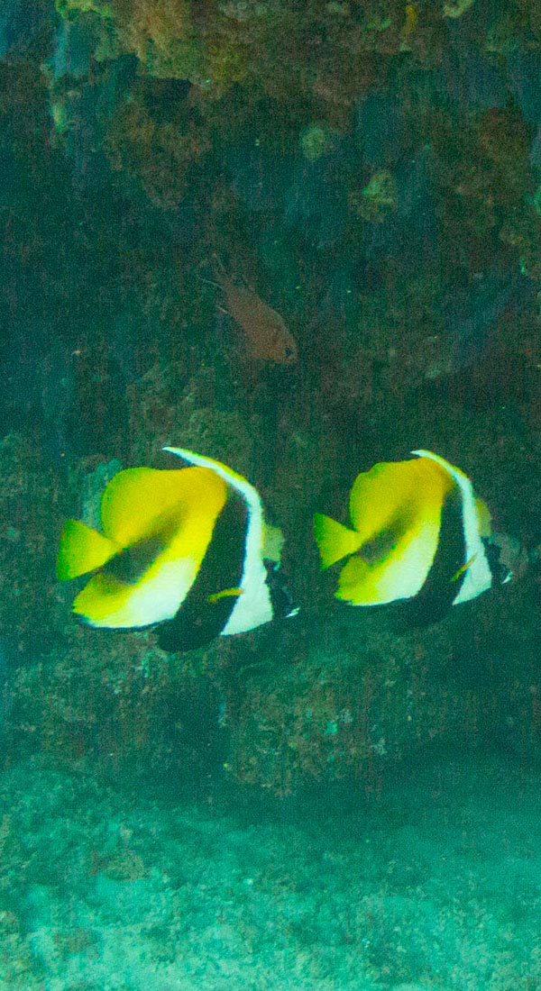 Poisson cocher masqué