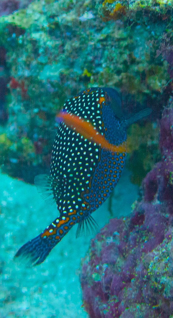 Poisson coffre pintade