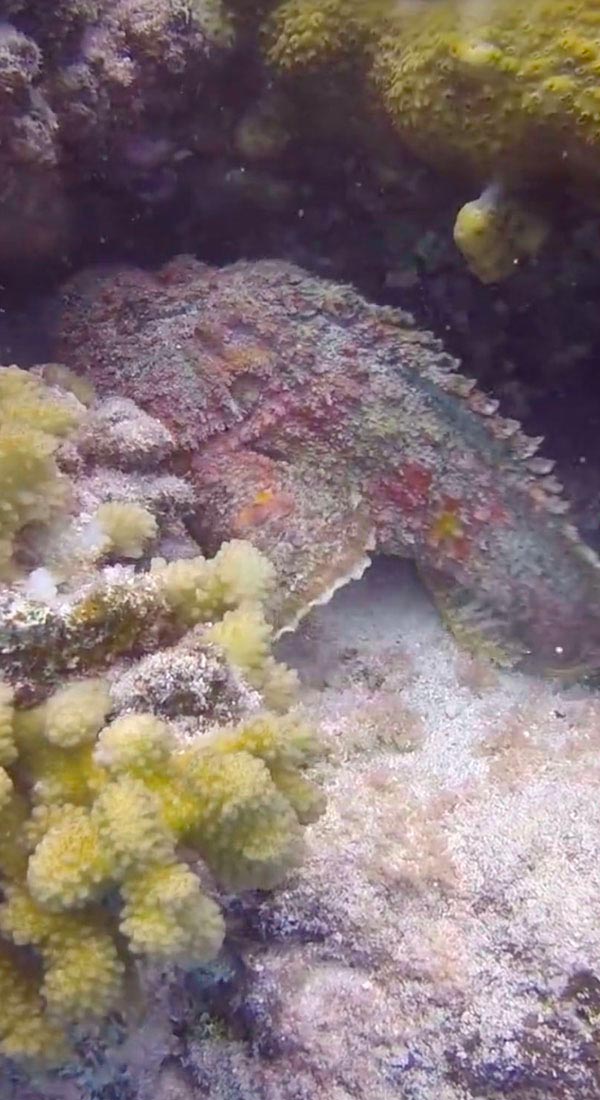 Poisson pierre commun