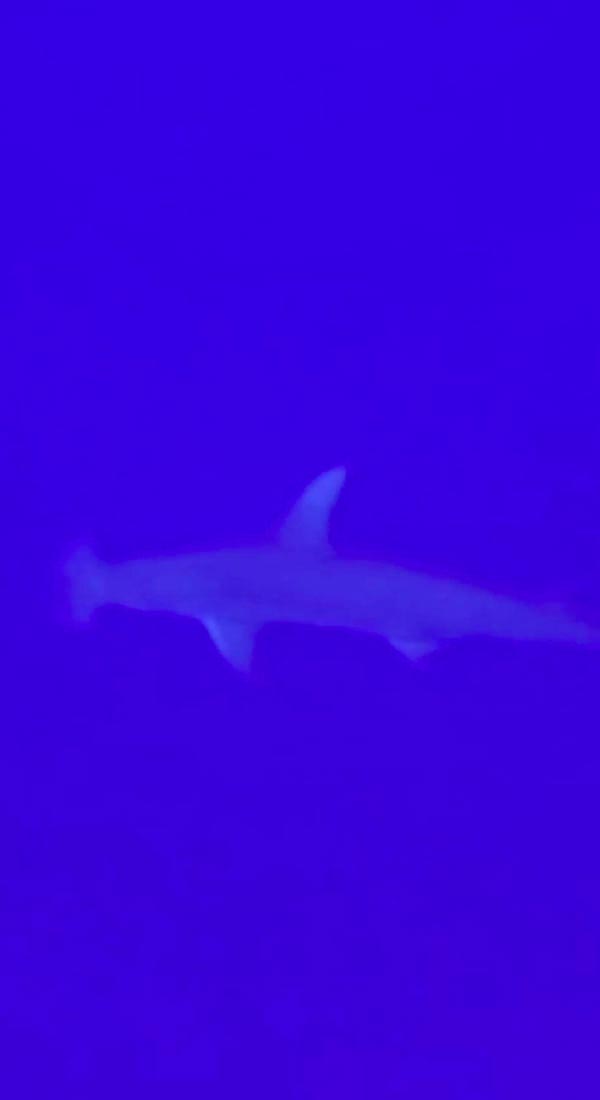 Grand requin marteau