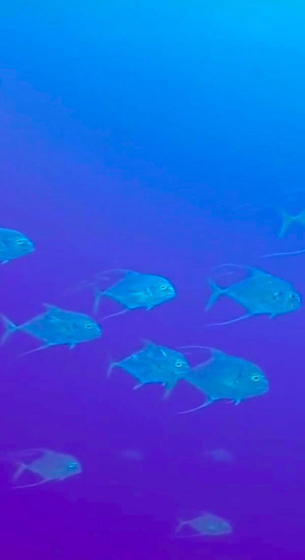 Carangue échevelée