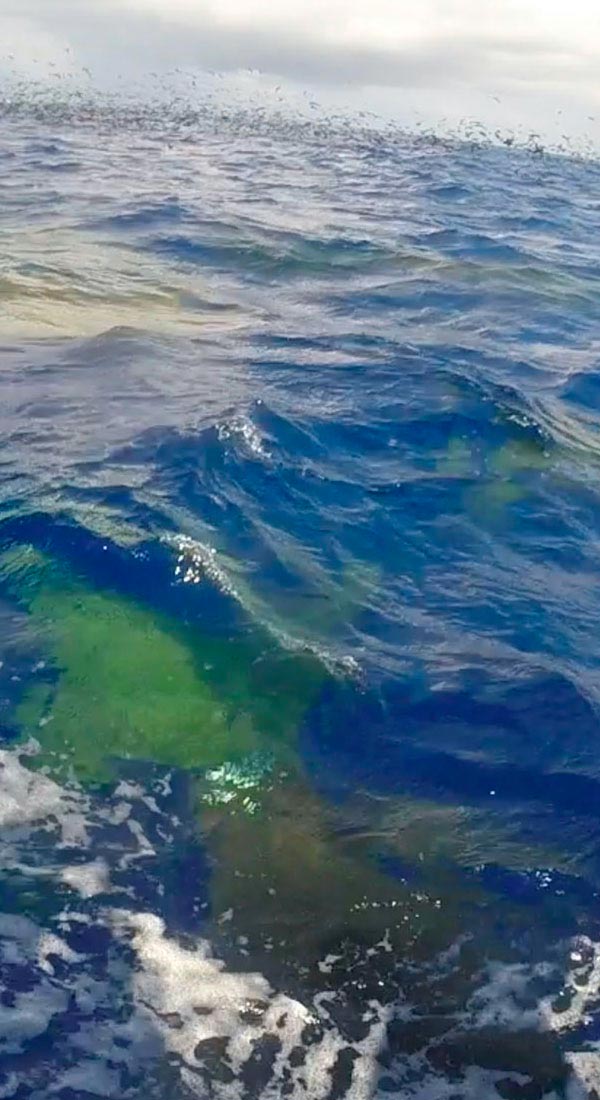 Raie mobula aiguillat