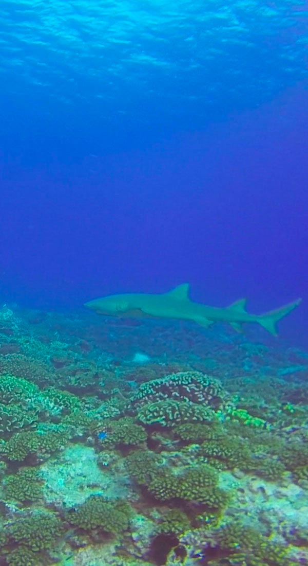 Requin citron faucille