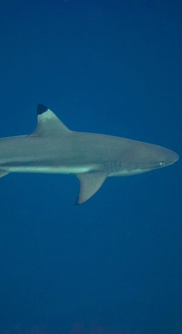 Requin de récif à pointes noires