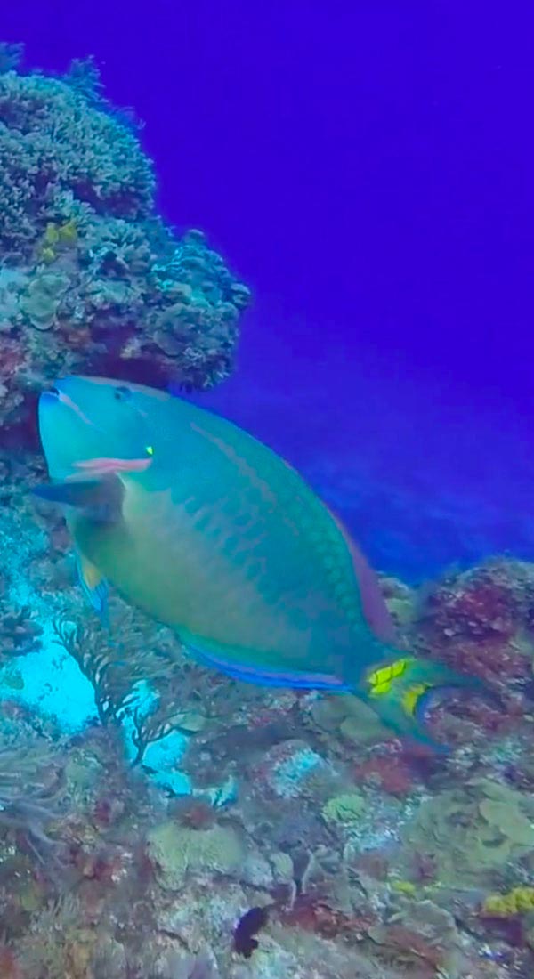 Poisson perroquet commun