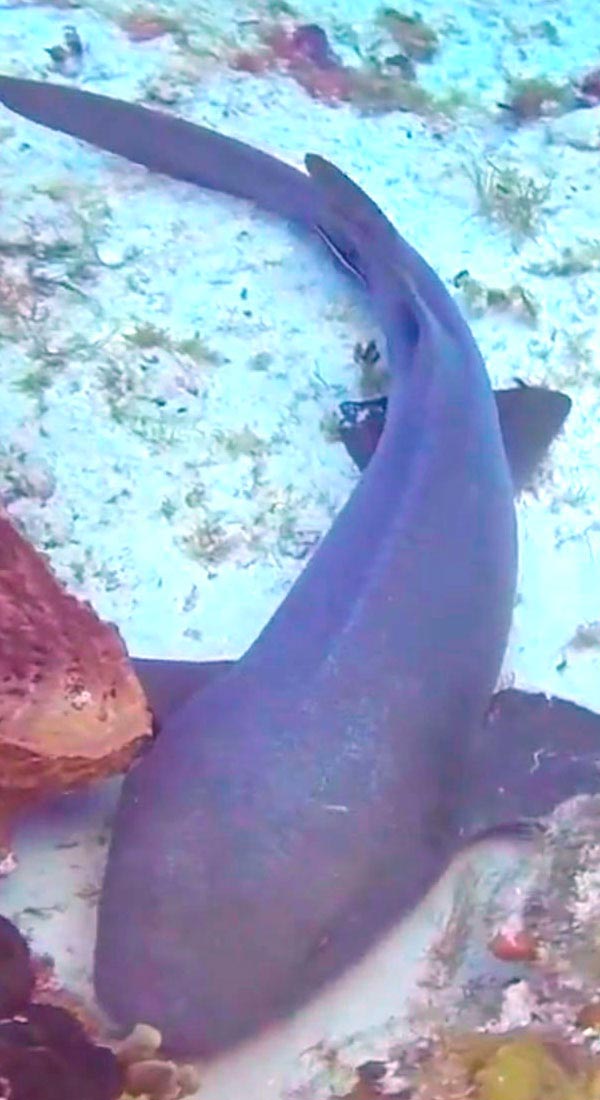 Requin nourrice fauve