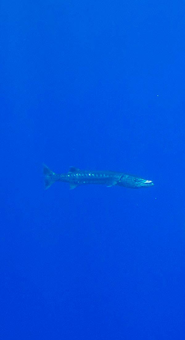 Grand barracuda