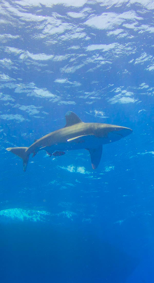 Requin océanique à pointes blanches Oceanic whitetip shark Carcharhinus longimanus