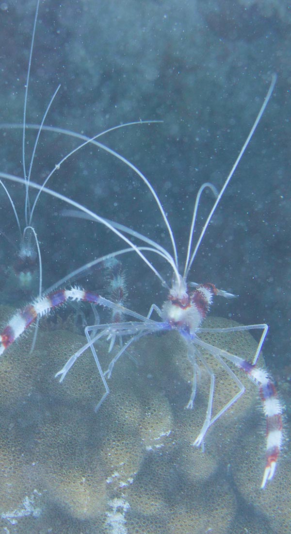 Grande crevette nettoyeuse