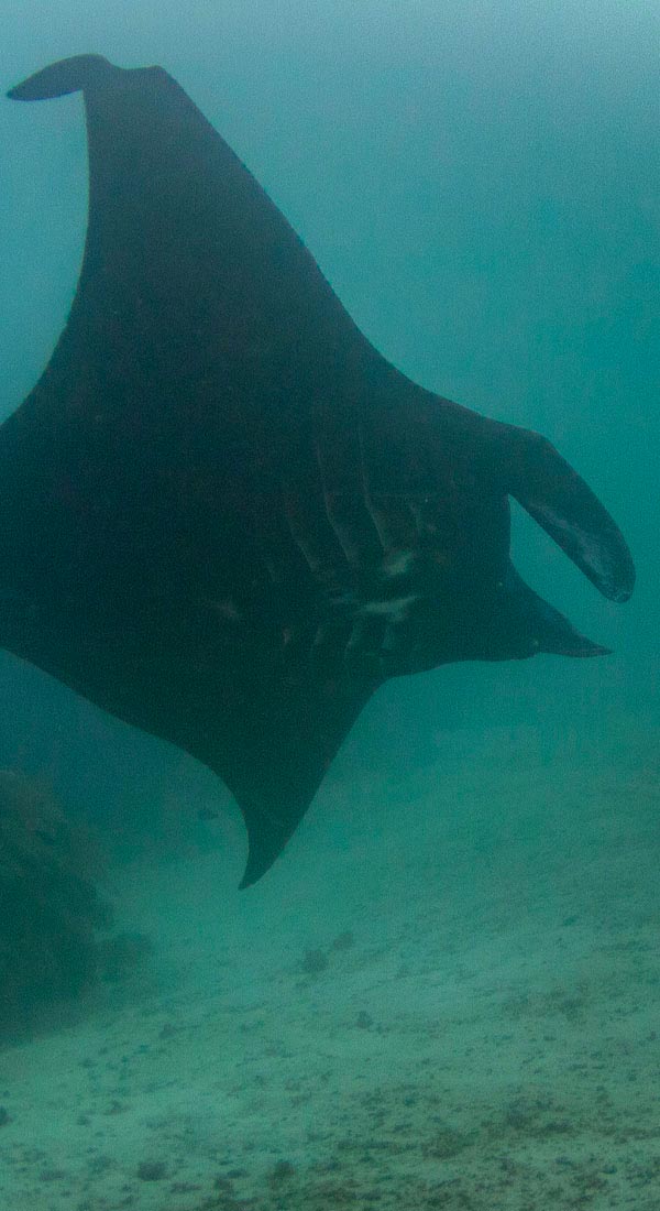 Raie manta Manta ray Manta alfredi