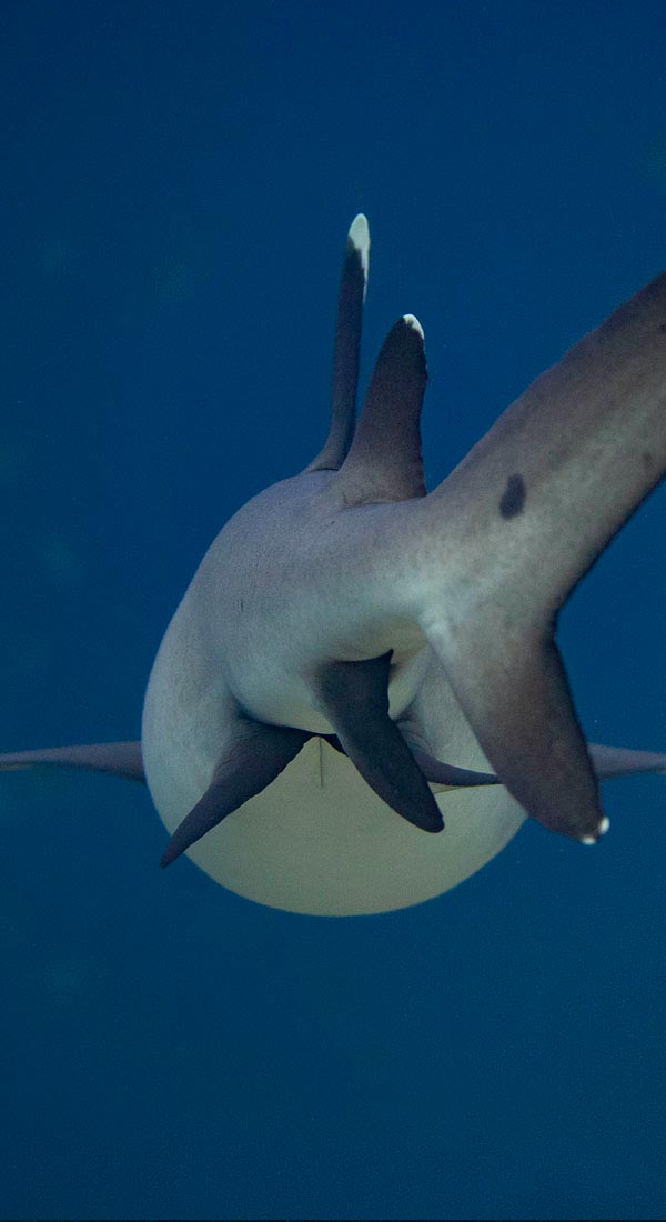 Requin à pointes blanches