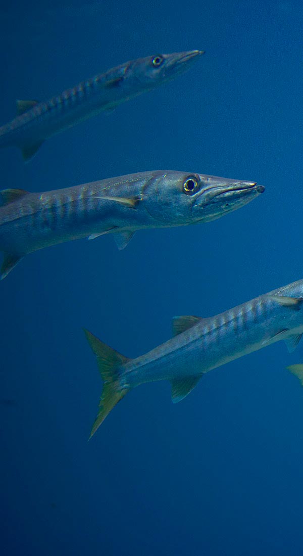Bécune à queue jaune