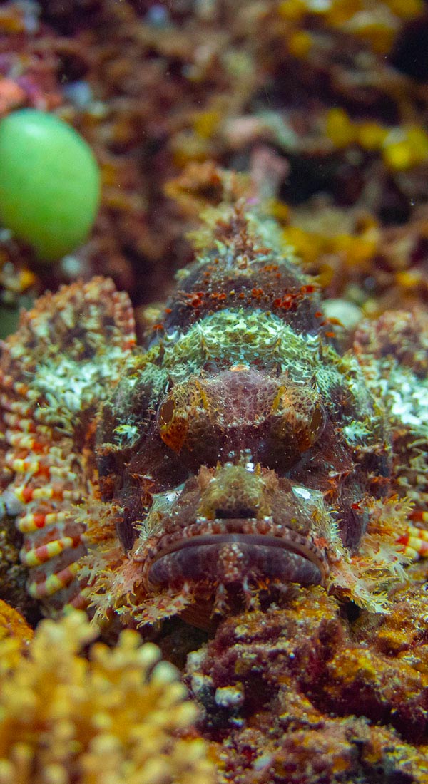 Poisson-scorpion à houppe