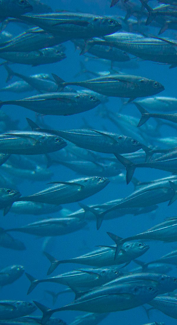 Carangue à gros yeux