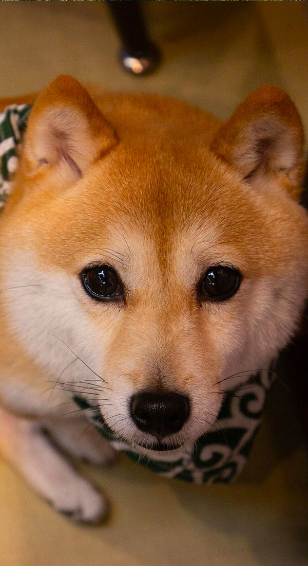 Nishikyō-ku