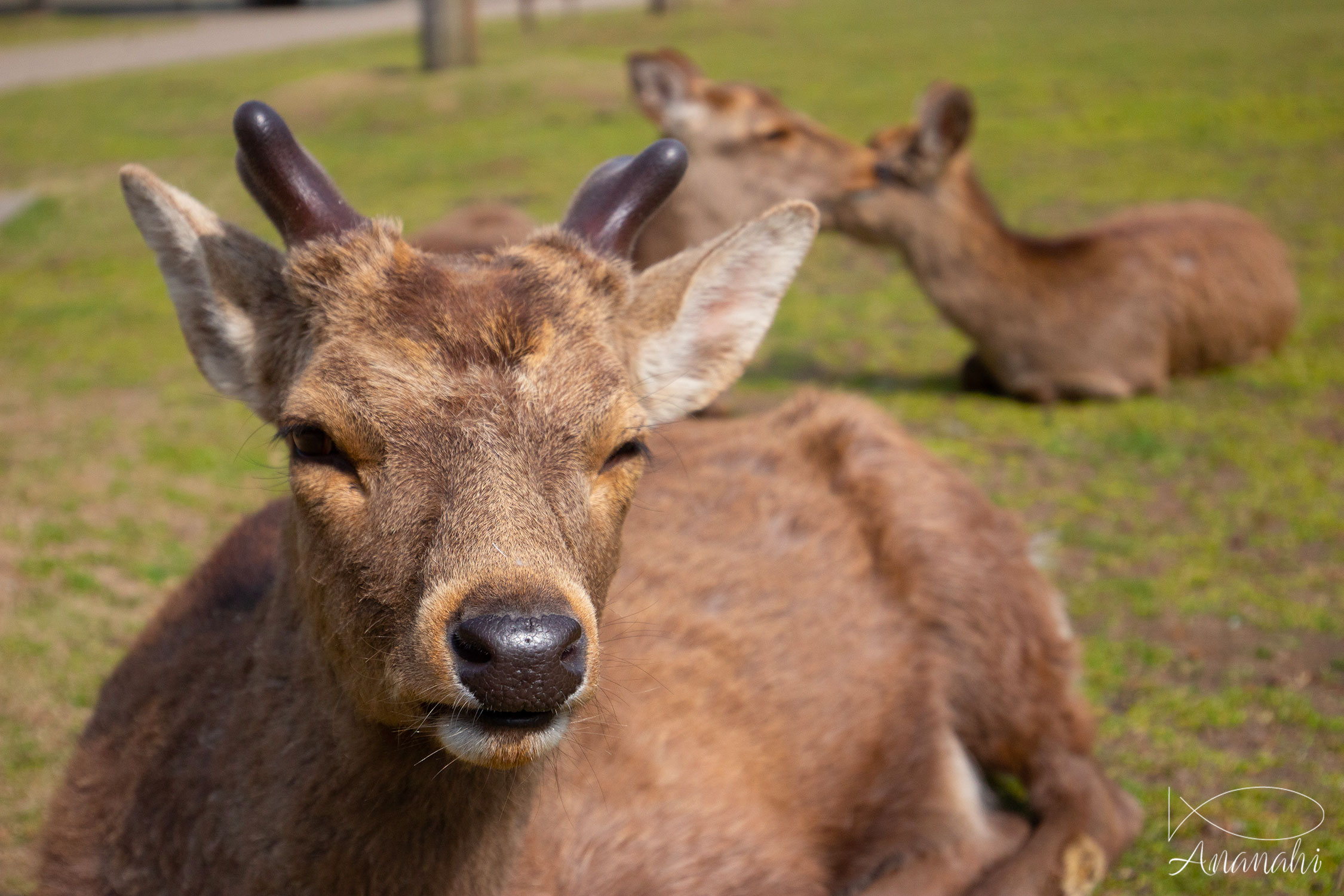 Nara