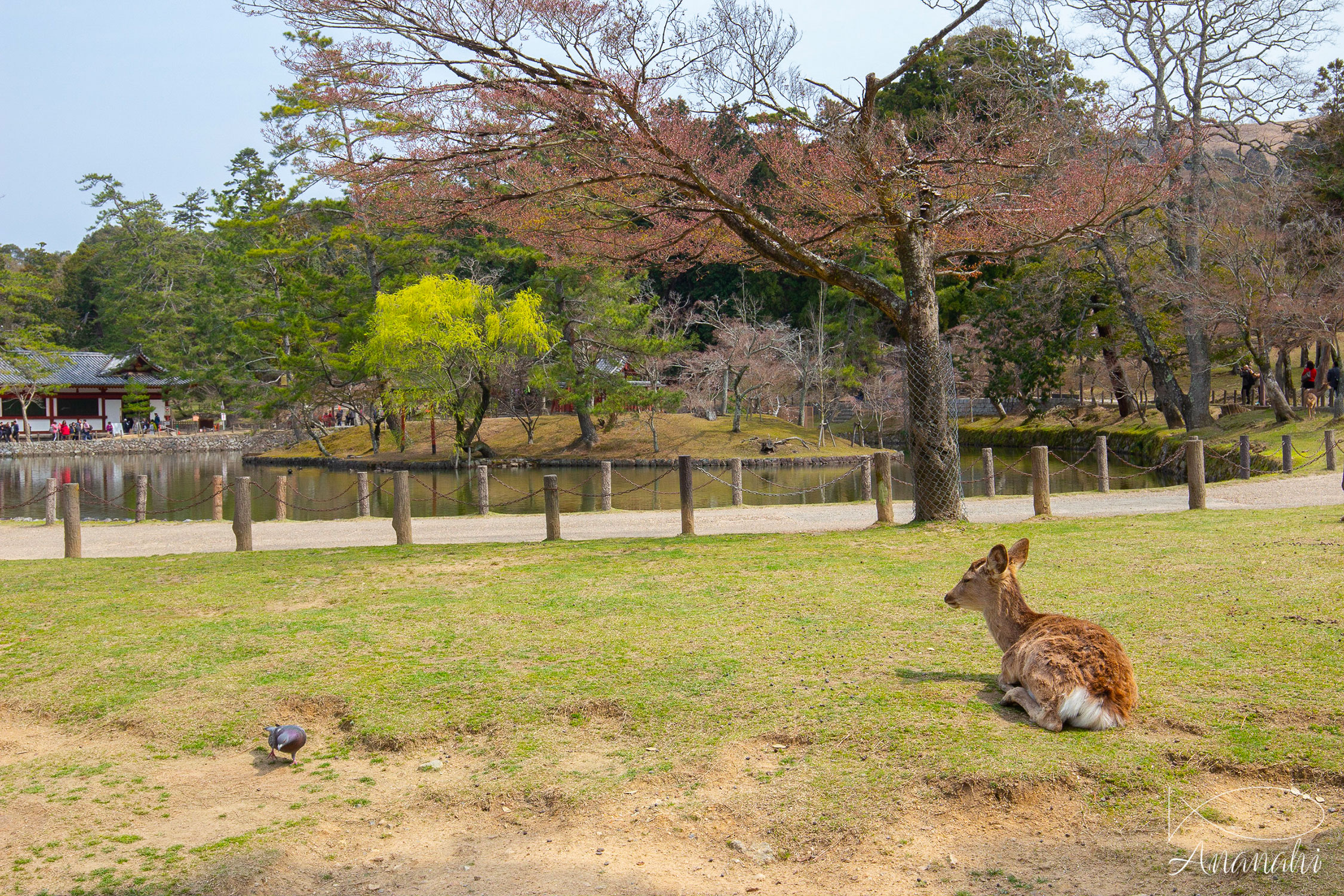 Nara