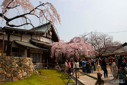Nara de japon
