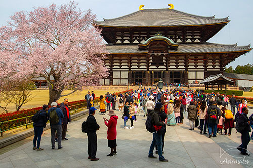 Nara de japon