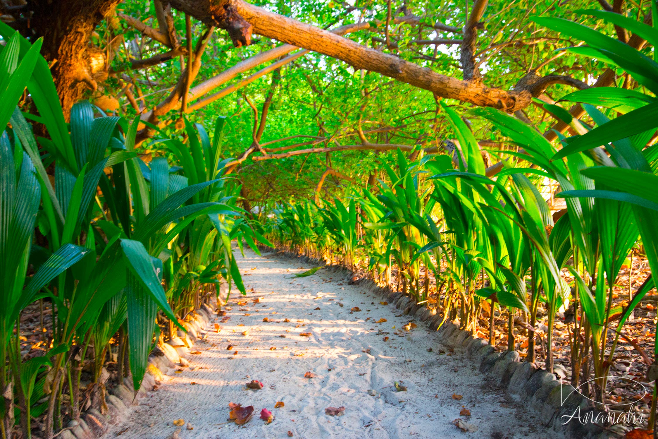 Île de Biyadhoo de Maldives