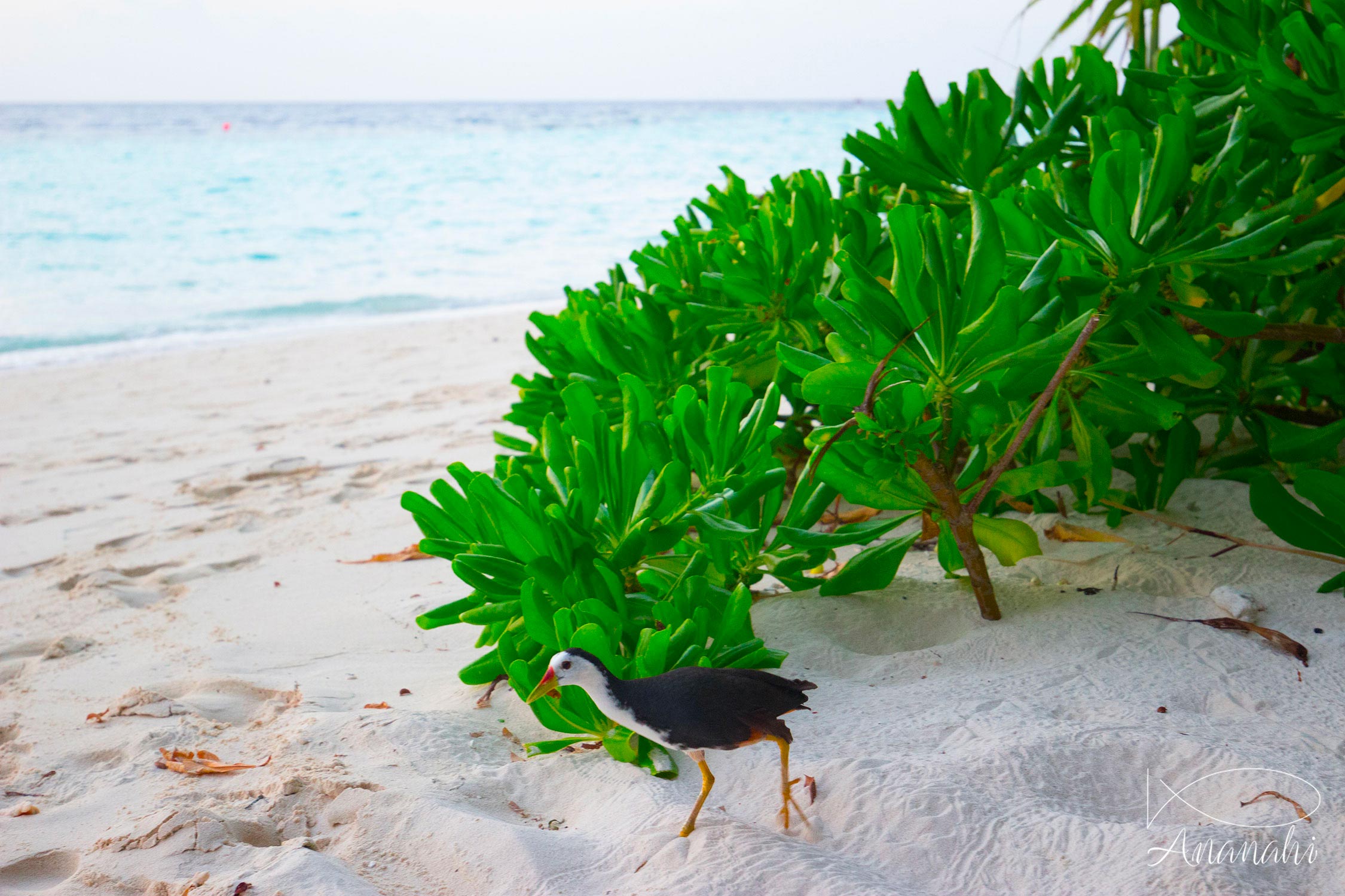 Île de Biyadhoo de Maldives