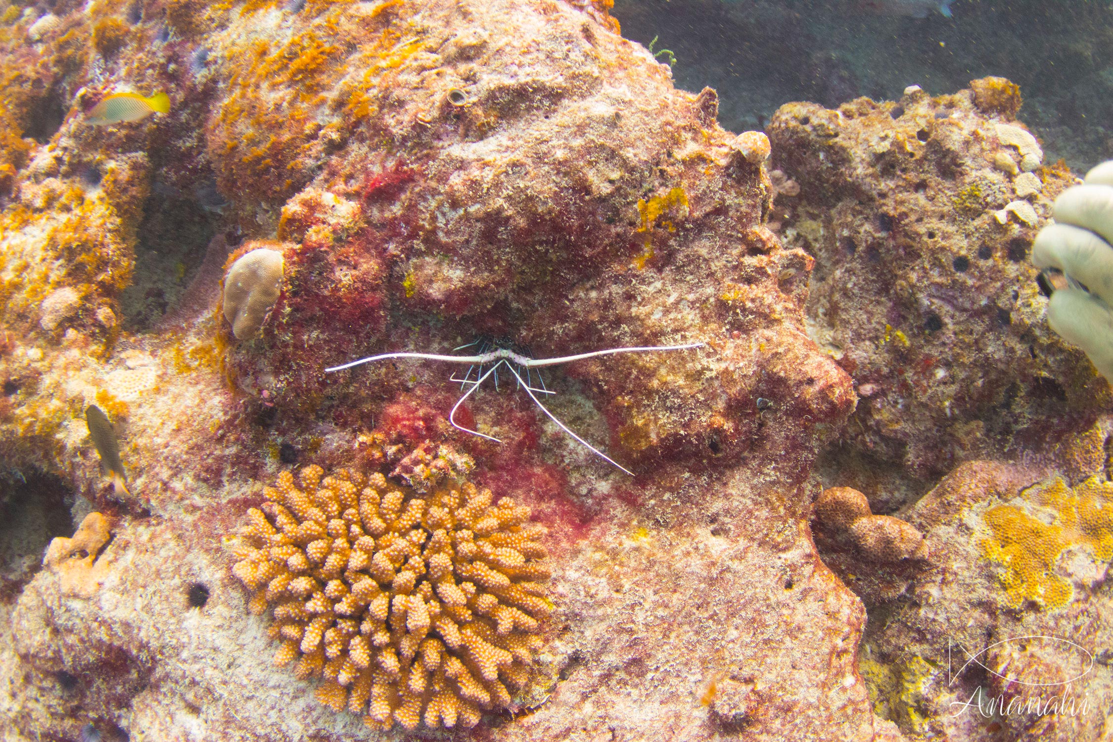 Langouste peinte de Maldives