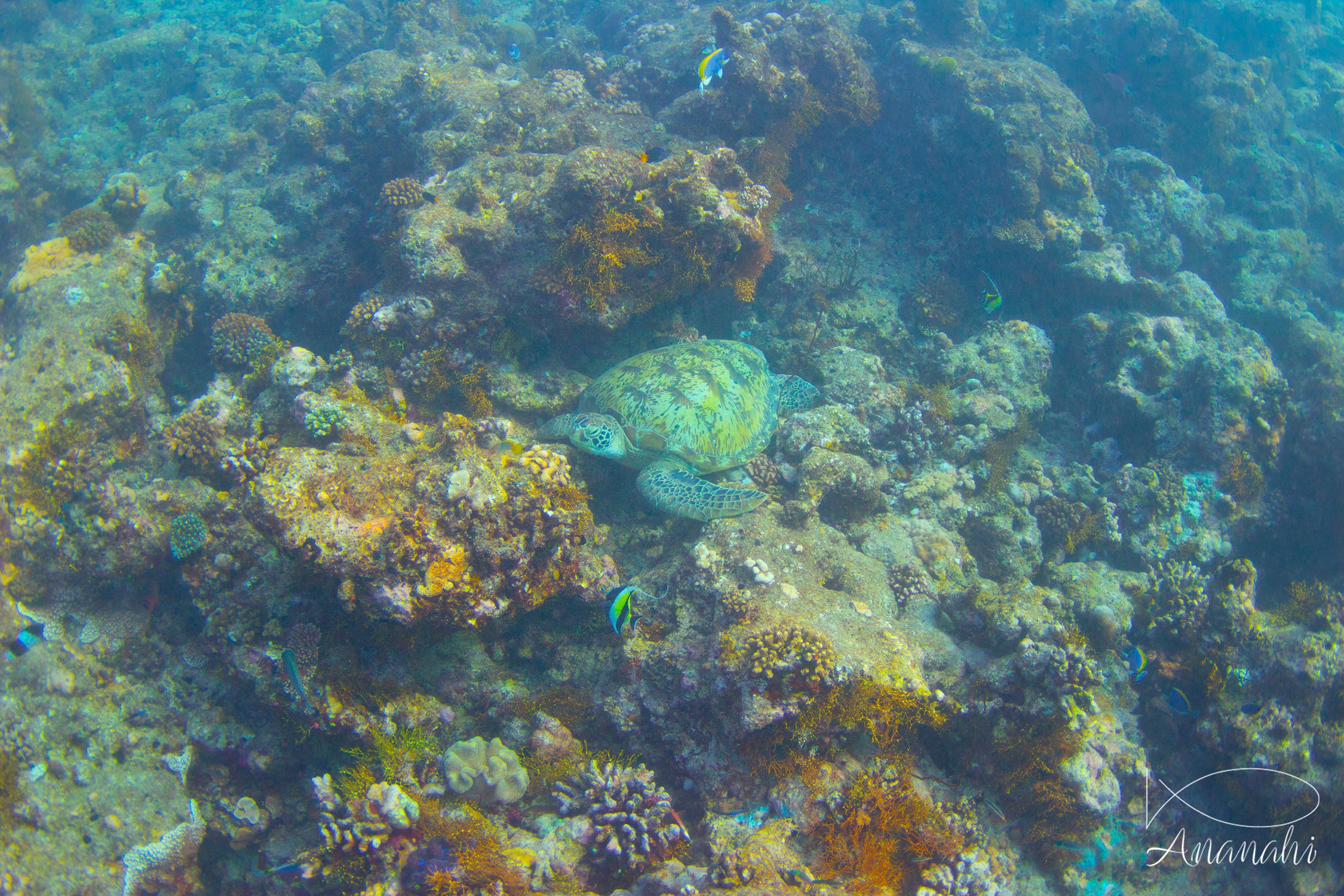 Tortue verte de Maldives